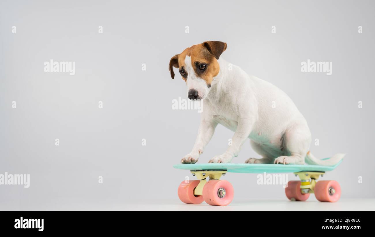 Perro en un penny board sobre un fondo blanco. Jack Russell Terrier monta  un monopatín en el estudio Fotografía de stock - Alamy