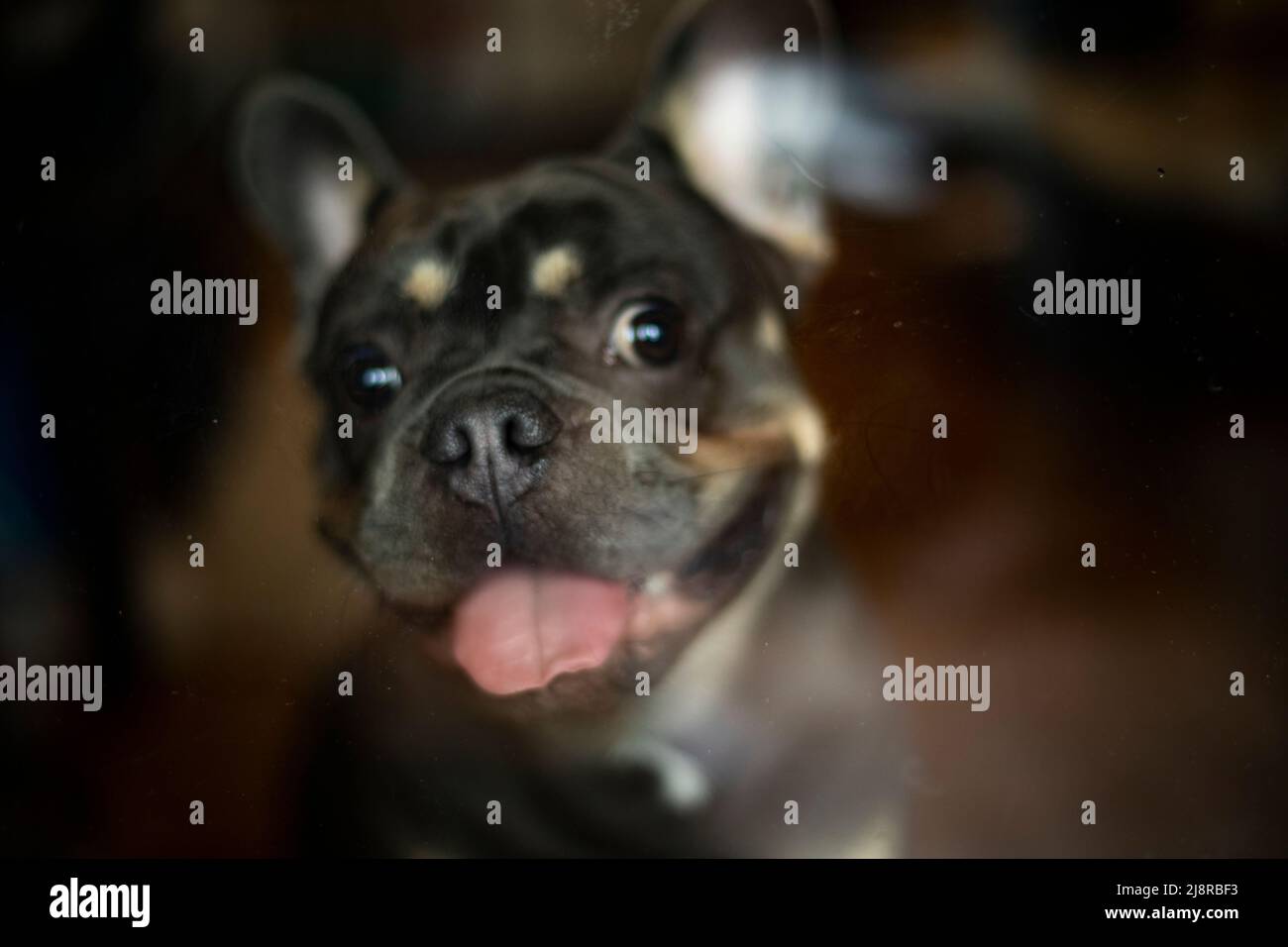 Perrito caliente con cara graciosa fotografías e imágenes de alta  resolución - Página 4 - Alamy
