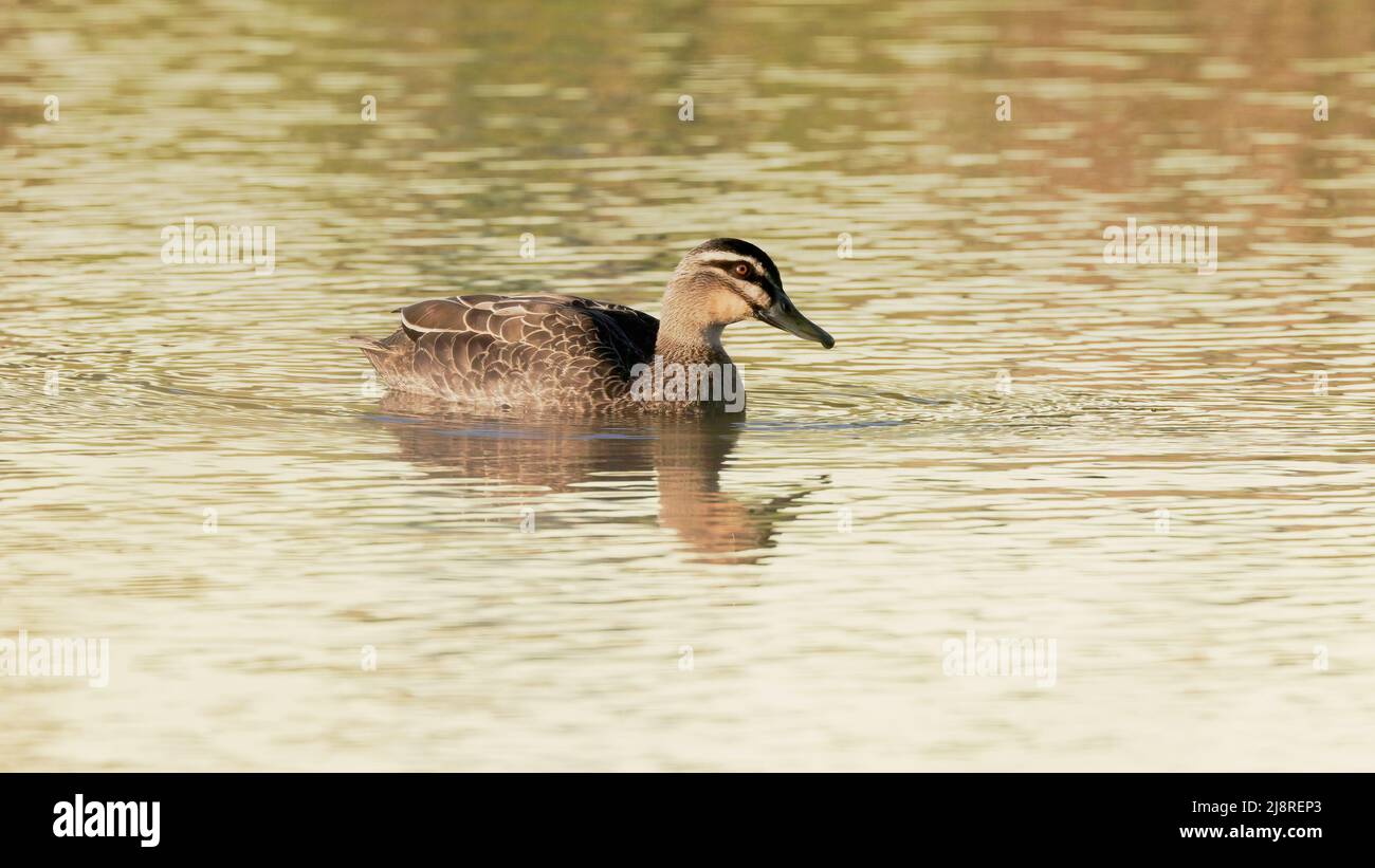 pacífico pato negro nadar en un estanque Foto de stock