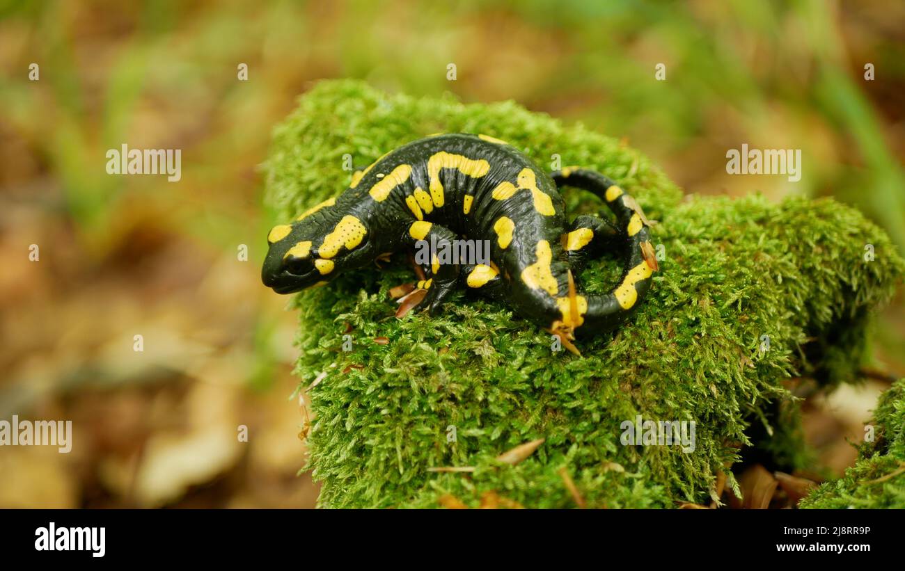 Fuego Salamandra Salamandra bosque de salamandra en musgo de cerca de detalle, especies en peligro de extinción protegidas por la ley, indicador de medio ambiente limpio, anfibios Foto de stock