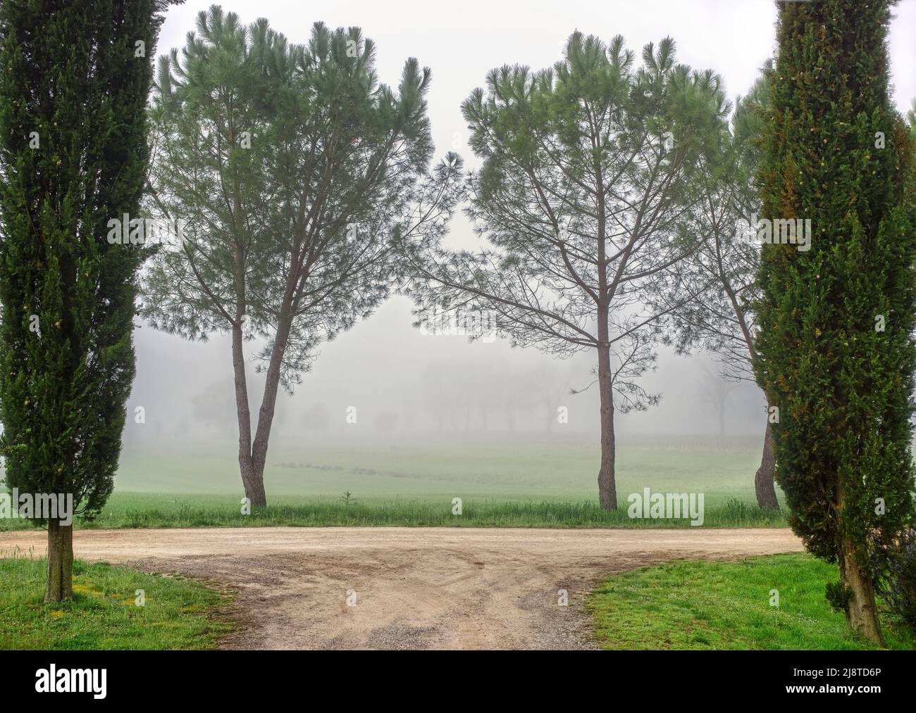 Paisaje con camino de campo vacío a través de árboles en la mañana niebla. Toscana, Italia Foto de stock