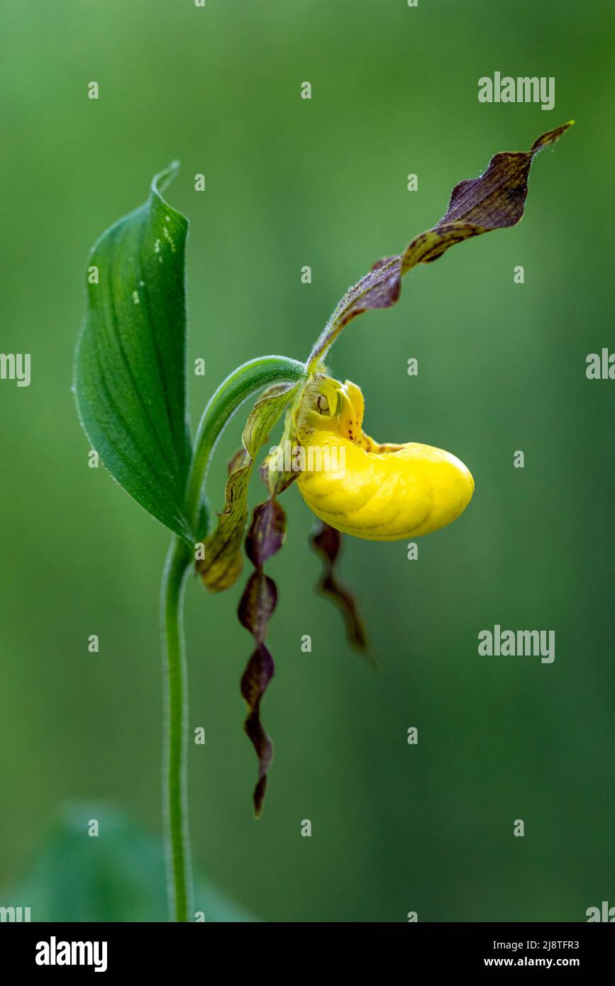 Pequeña Orquídea de Gavilla Amarilla (Cypripedium parviflorum) - Bosque Recreativo del Estado de DuPont, Cedar Mountain, cerca de Brevard, Carolina del Norte, Estados Unidos Foto de stock