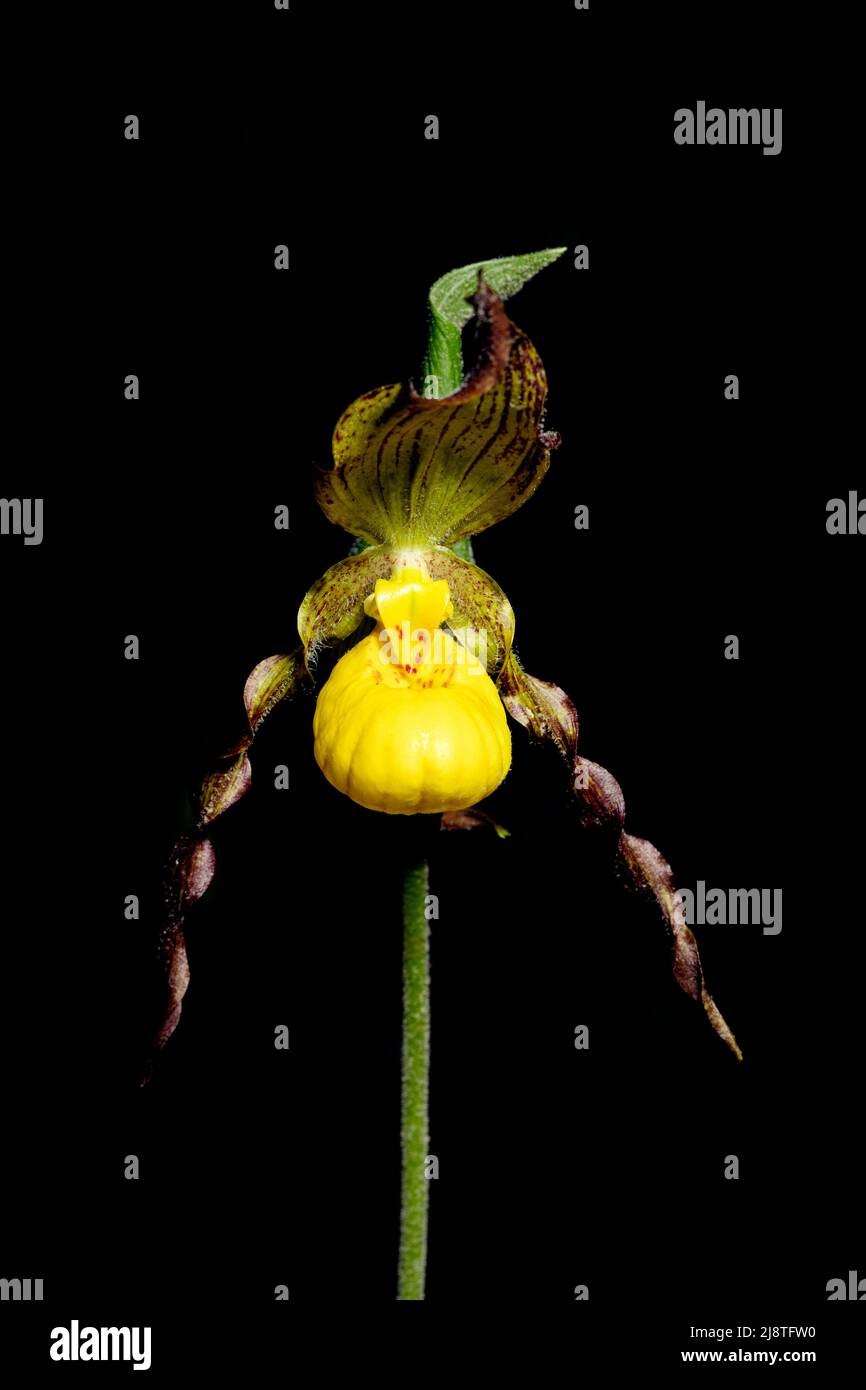 Pequeña Orquídea de Gavilla Amarilla (Cypripedium parviflorum) - Bosque Recreativo del Estado de DuPont, Cedar Mountain, cerca de Brevard, Carolina del Norte, Estados Unidos Foto de stock