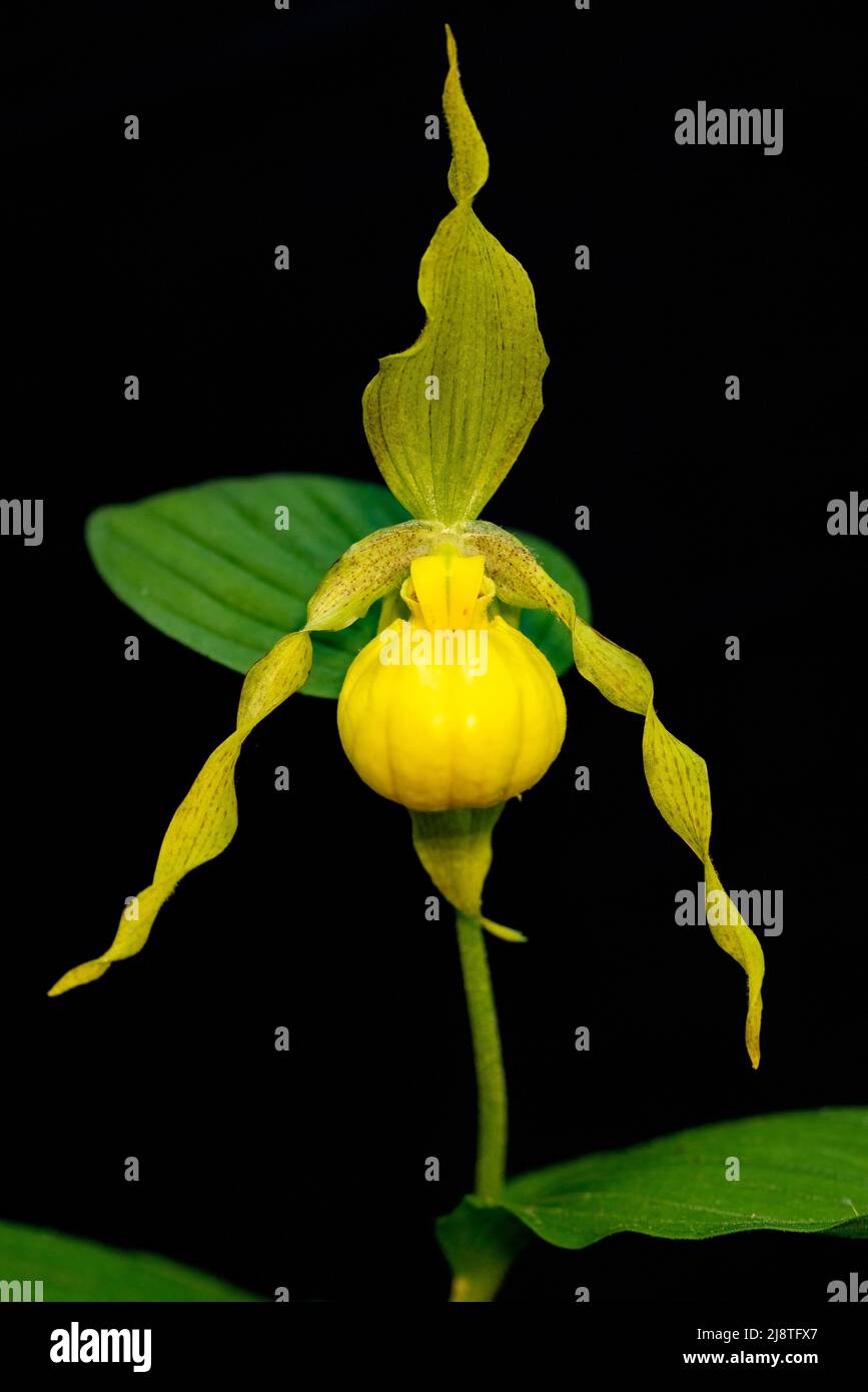 Gran Orquídea de Gavilla Amarilla (Cypripedium parviflorum var. Pubescens) - Bosque Recreativo del Estado de DuPont, Cedar Mountain, cerca de Brevard, North Ca Foto de stock
