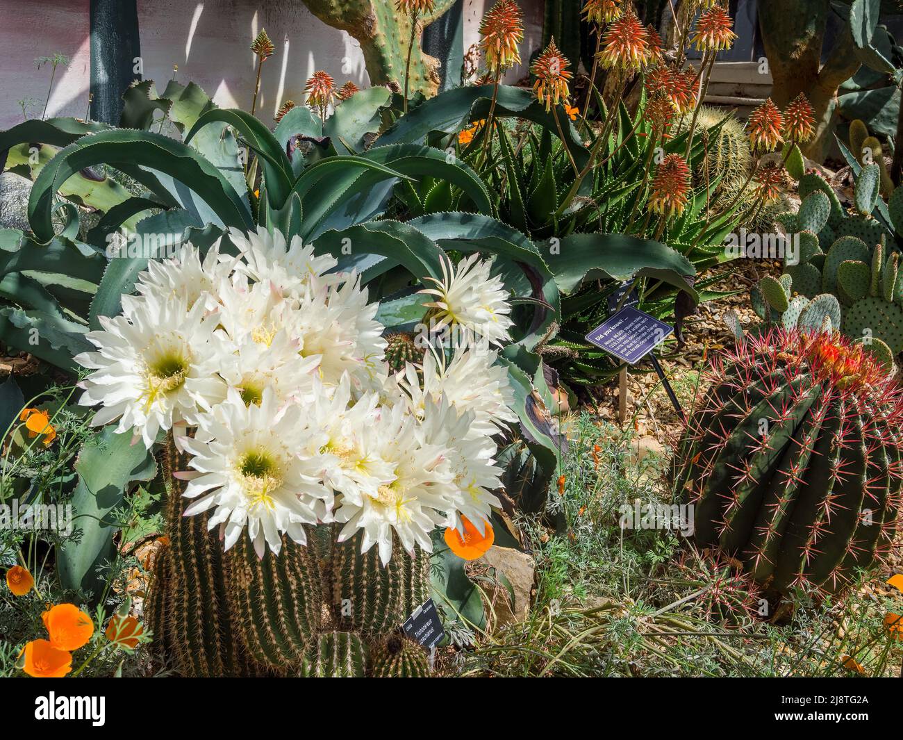 Cactus florecidos en los Jardines Botánicos en primavera Foto de stock