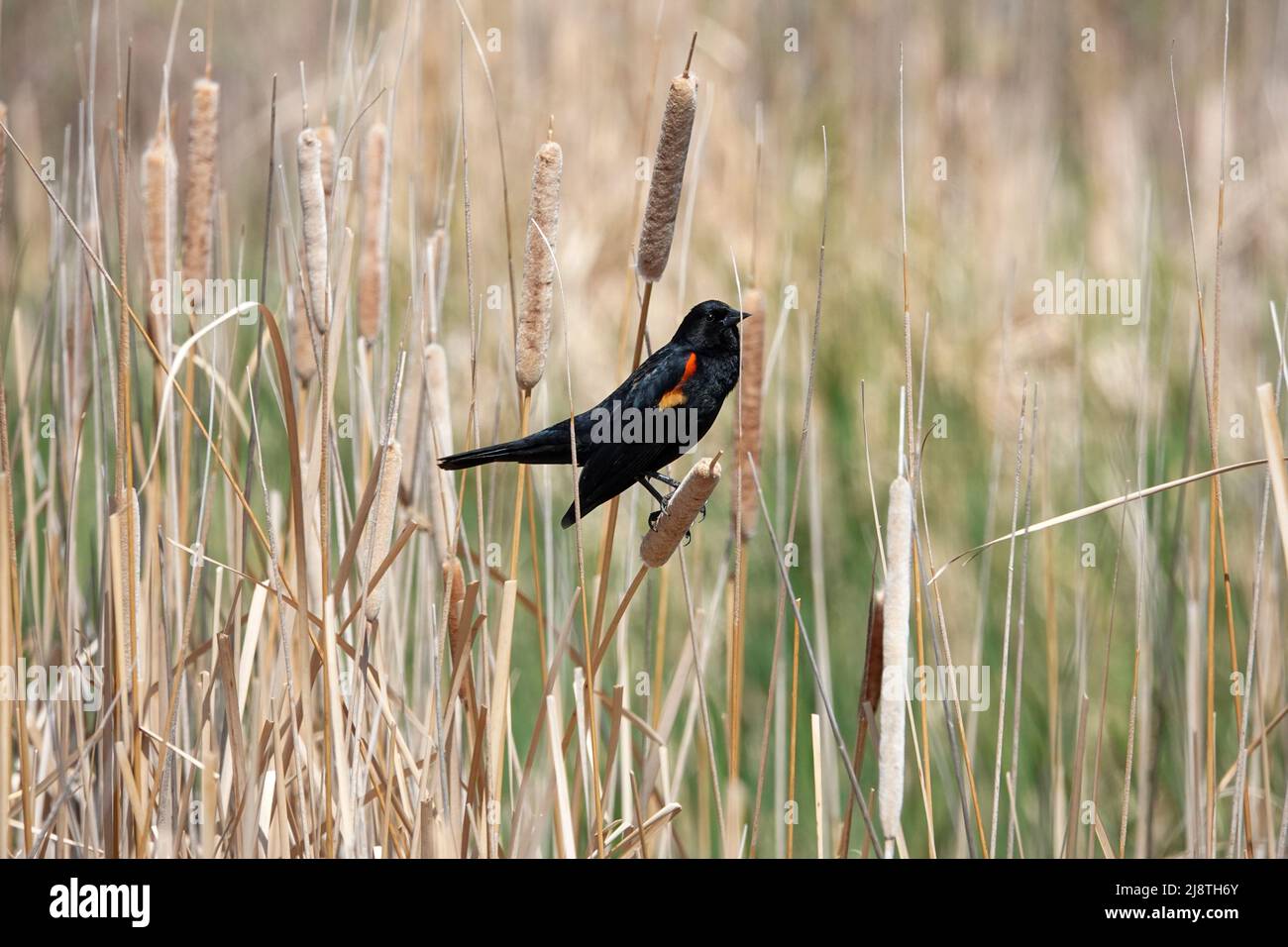 Los Blackbirds de alas rojas se sientan en un campo e intentan ponerse en contacto entre sí Foto de stock