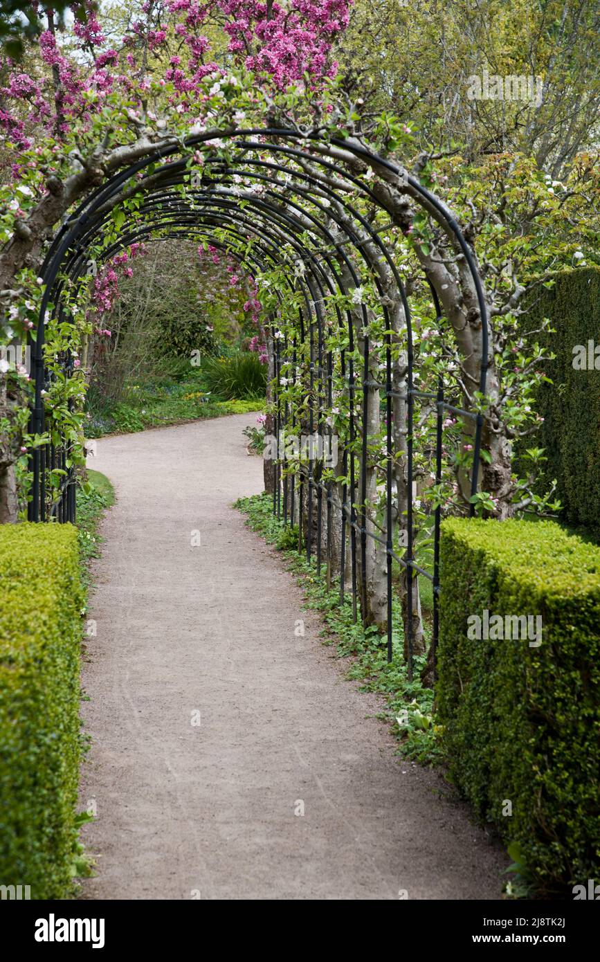 Apple Arch, Barnsdale, Ruttland Reino Unido Foto de stock