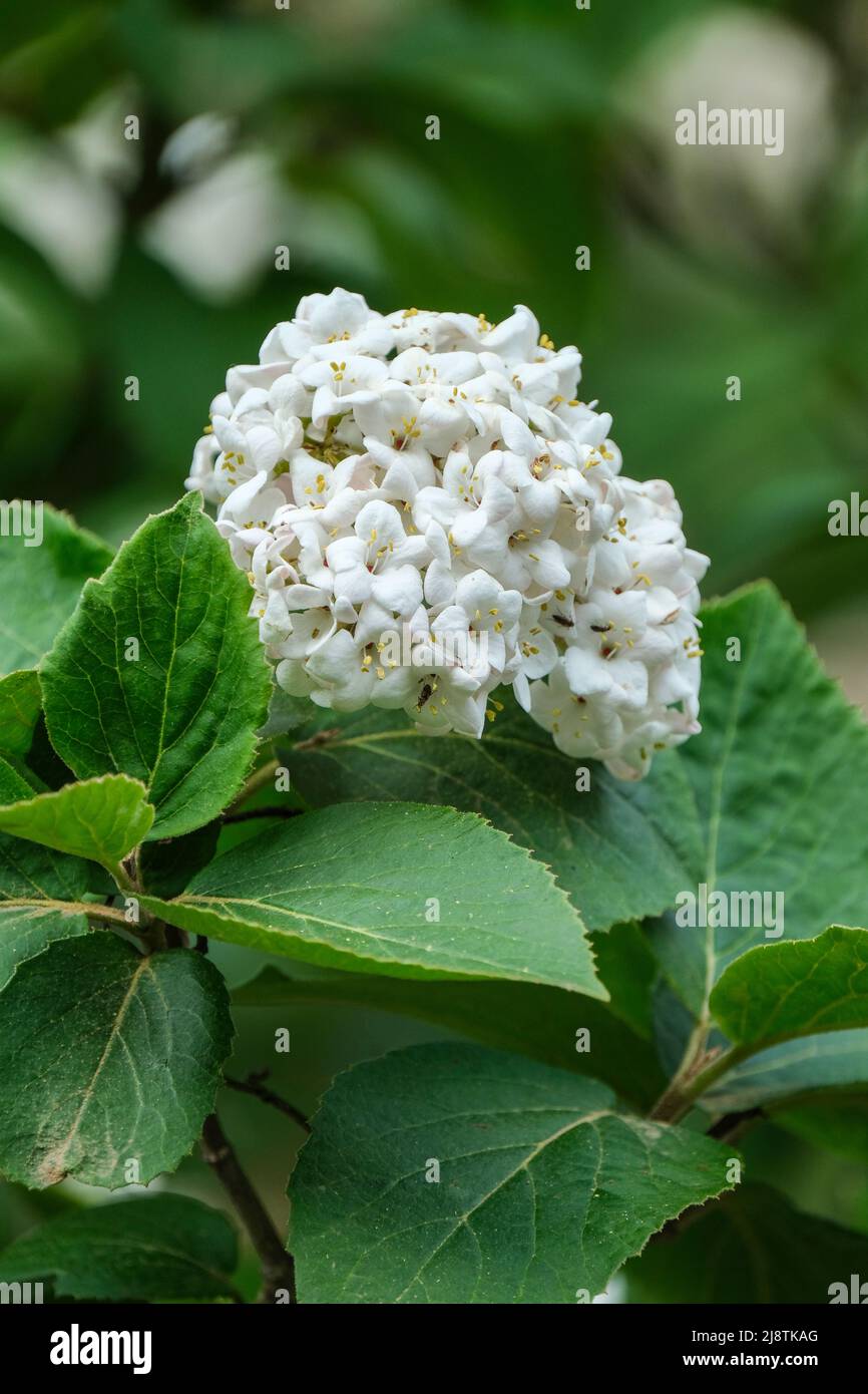 Viburnum x carlcephalum, bola de nieve fragante. Cruce entre V. carlesii y V. macrocephalum. Racimos flores blancas fragentes Foto de stock