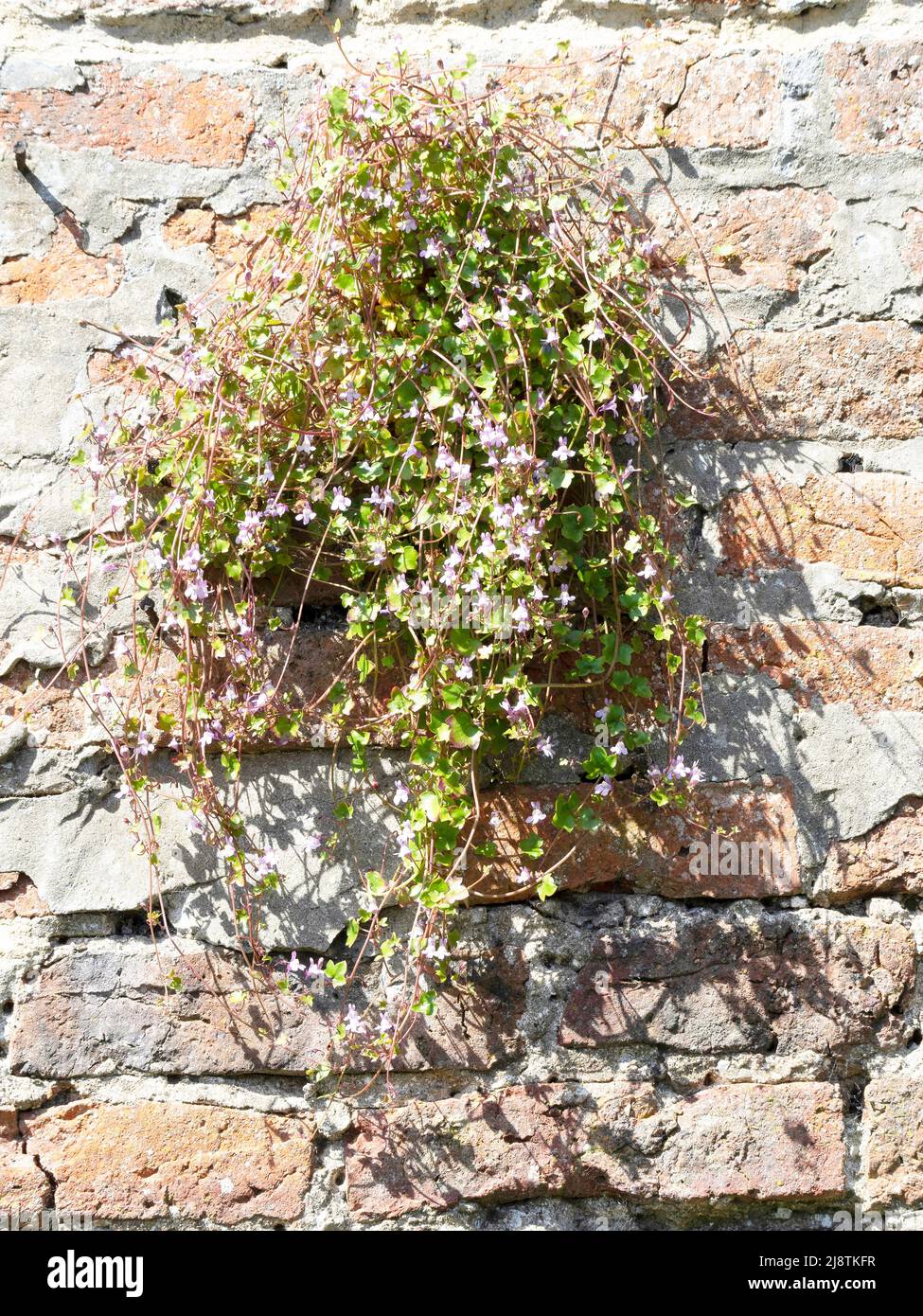 Una planta de flores Ivy hojaló Cymbalaria muralis en el jardín amurallado de Kirkleatham en Redcar North Yorkshire Foto de stock