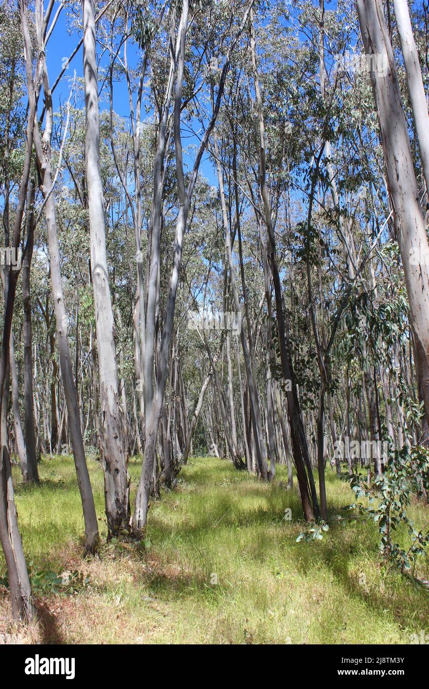 Eucalyptus Grove, Jack London State historic Park, California Foto de stock