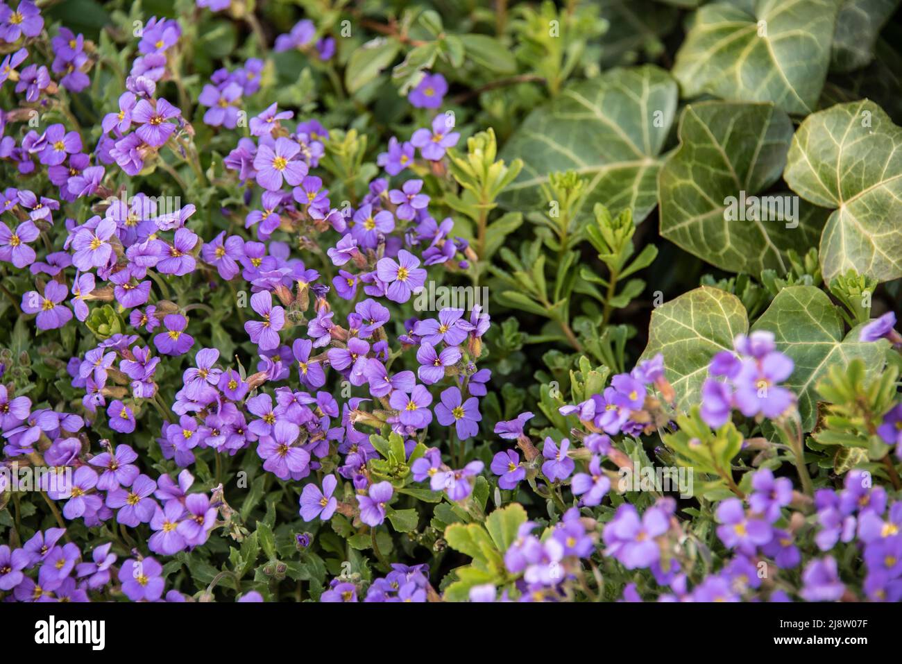 las pequeñas flores moradas de aubrieta como planta cubierta de tierra junto con hiedra en un jardín de primavera Foto de stock