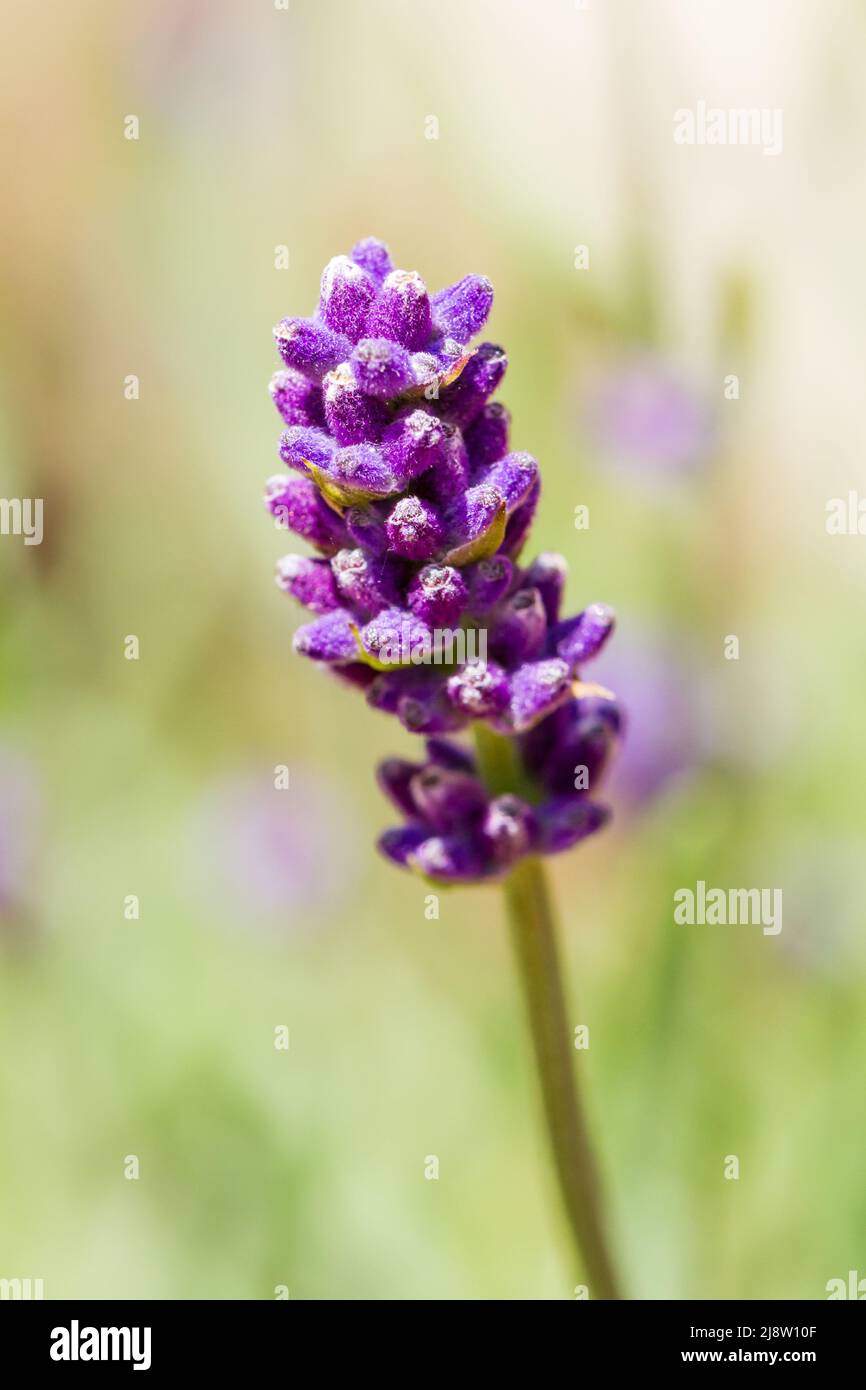 Lavandula angustifolia, flor de lavanda inglesa closeup en primavera  Fotografía de stock - Alamy