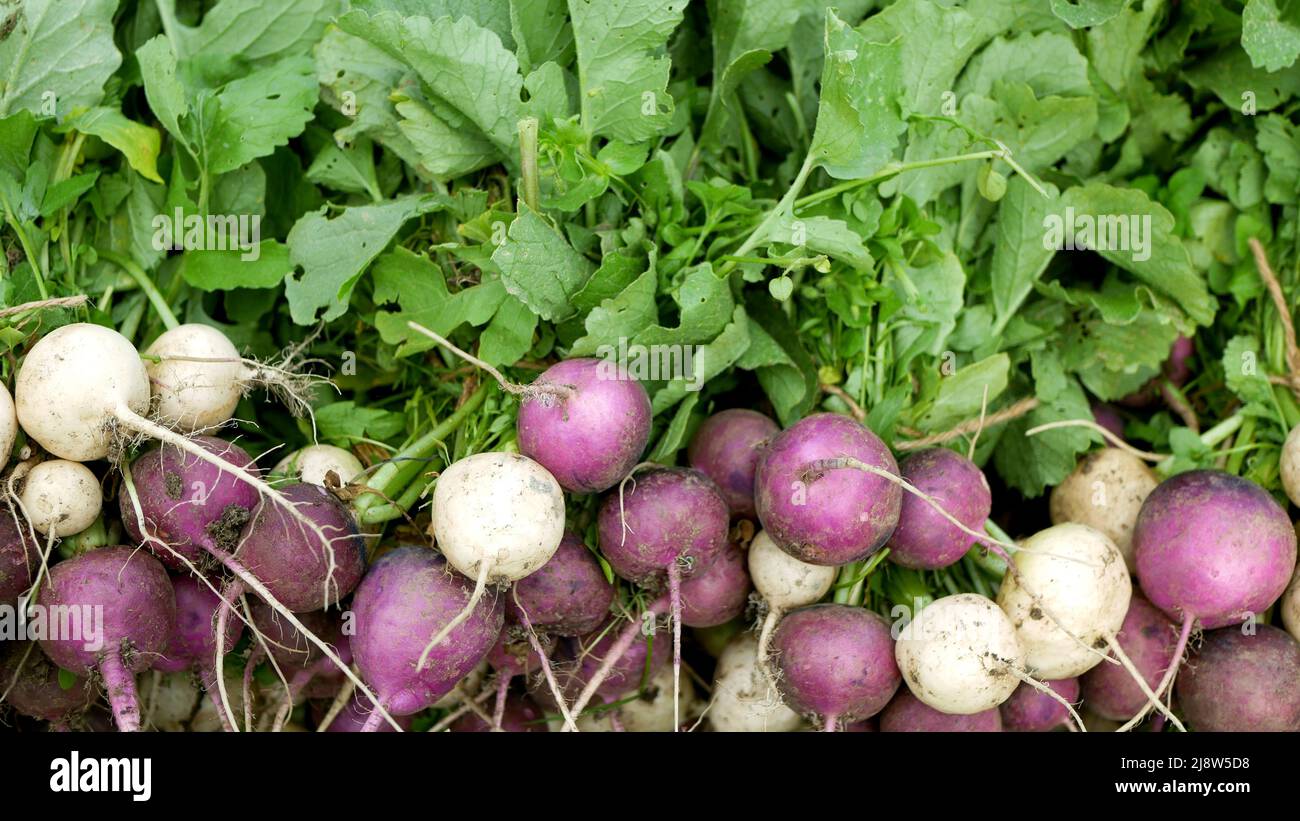 Verduras frescas de cosecha de rábano cosechando en la tienda de mercado Raphanus raphanistrum raíz blanca Albena y púrpura Viola sprout crece bio agricultor molido Foto de stock