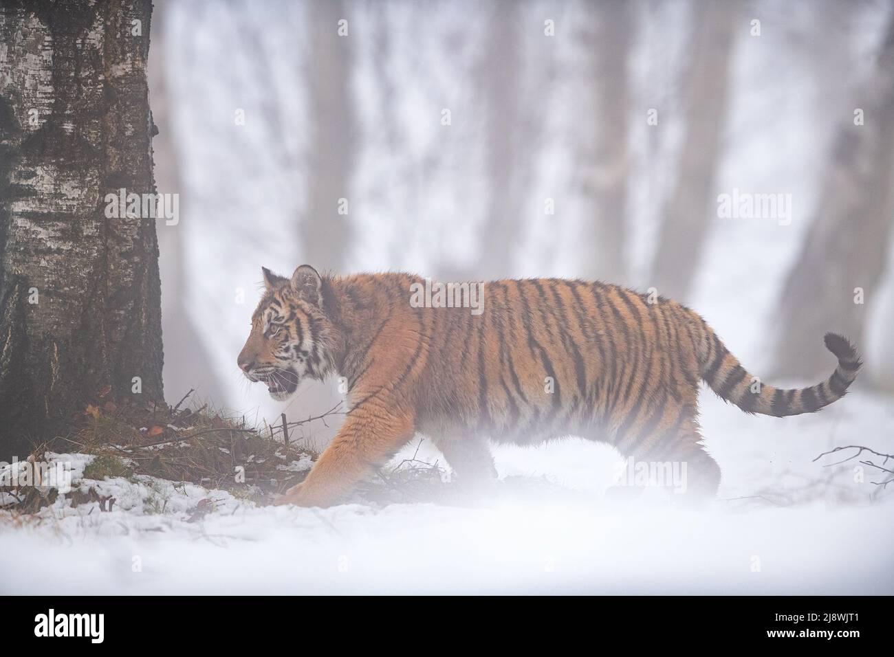Tigre siberiano caminando en clima niebla a través del paisaje del bosque Foto de stock