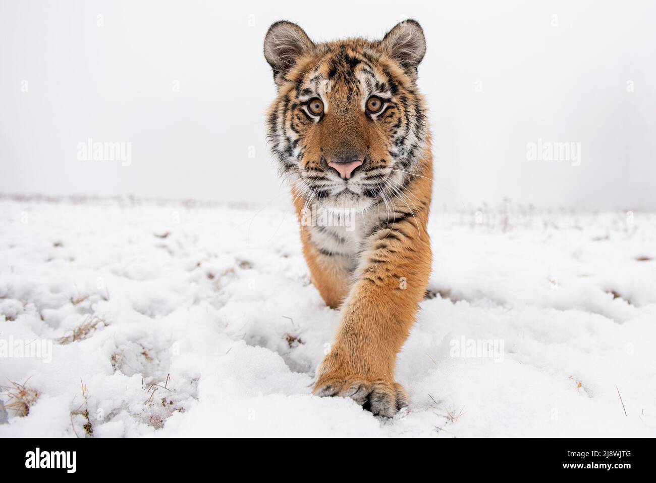 Detalle de primer plano del tigre siberiano caminando directamente a la cámara. Foto de stock