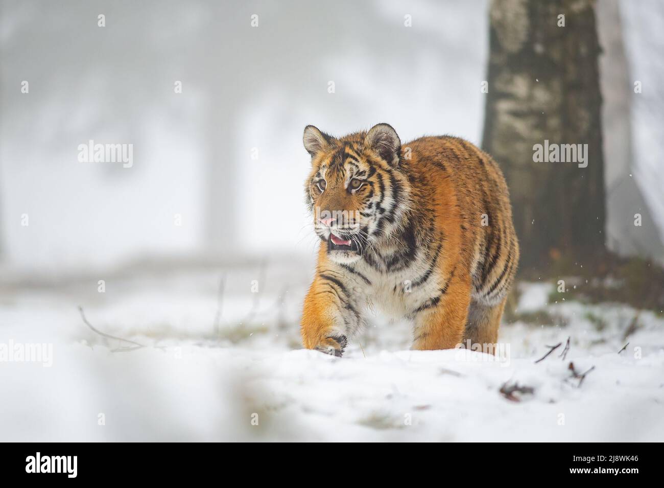 Ussuri tigre caminar directamente en la cámara. Invierno cerca de la nieve Foto de stock