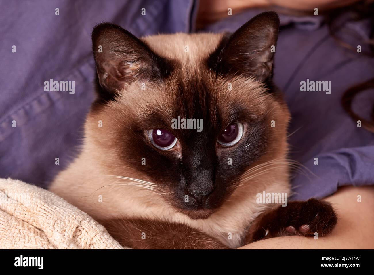 Un retrato divertido de un gato tailandés doméstico con grandes ojos azules. Foto de stock