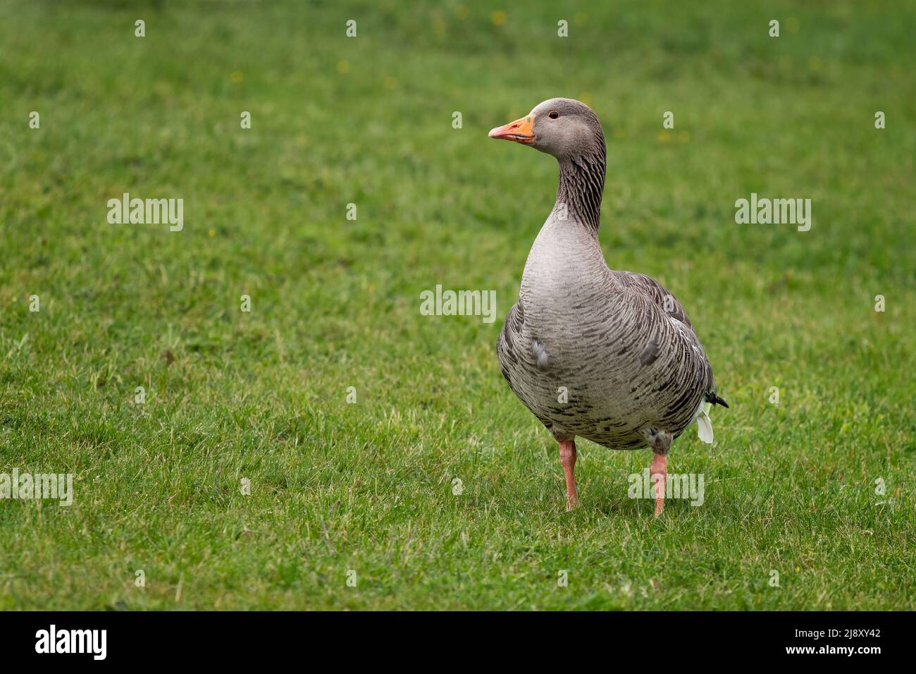 Una grislag, grislag, ganso, anser, de pie en posición vertical sobre un campo de hierba Foto de stock