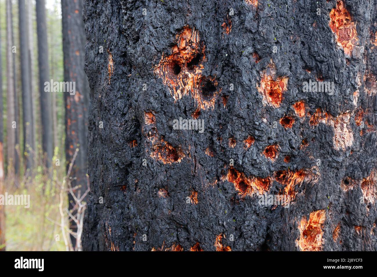 Agujeros de carpintero y excavaciones en un árbol con cicatrices de fuego en el Sendero Wahkeena de Mullnomah Falls, Columbia River Gorge, Oregon. Foto de stock
