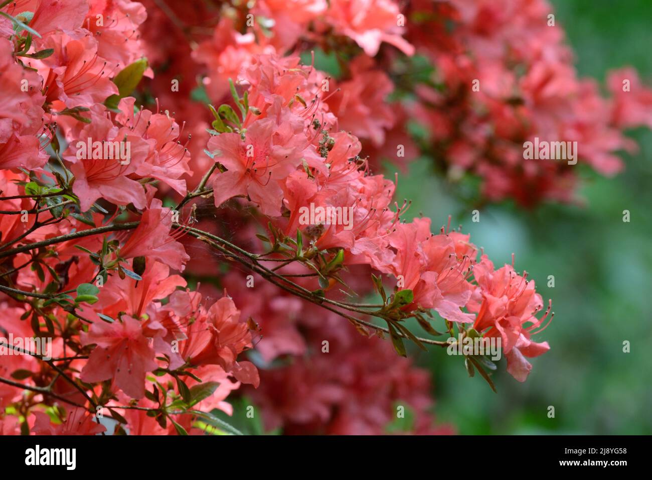 Rhododendron Molle Chinese Azalia arbusto Foto de stock