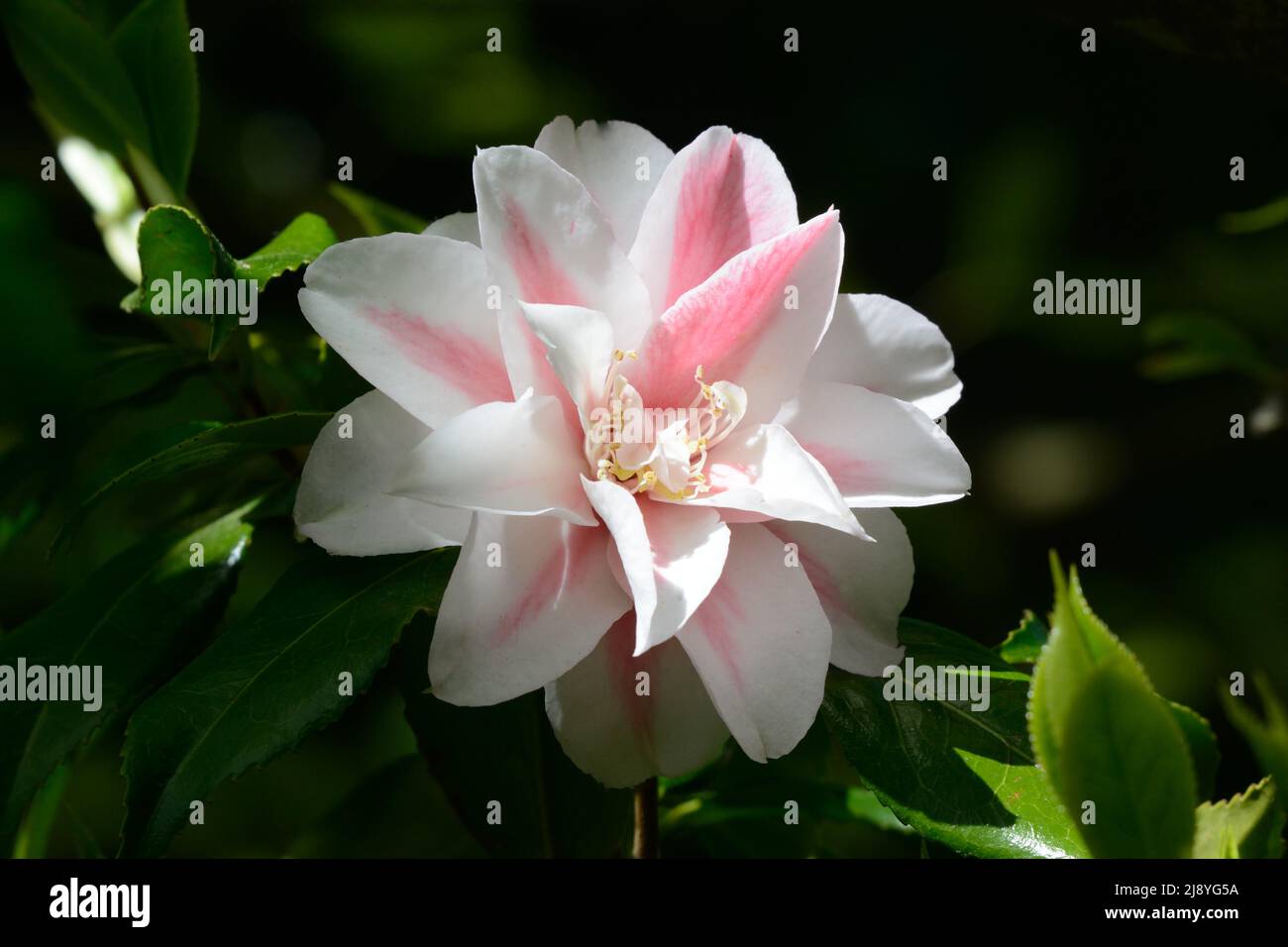 Camilla Japonica Lady Vansittart flores blancas semi dobles teñidas de rosa pálido Foto de stock