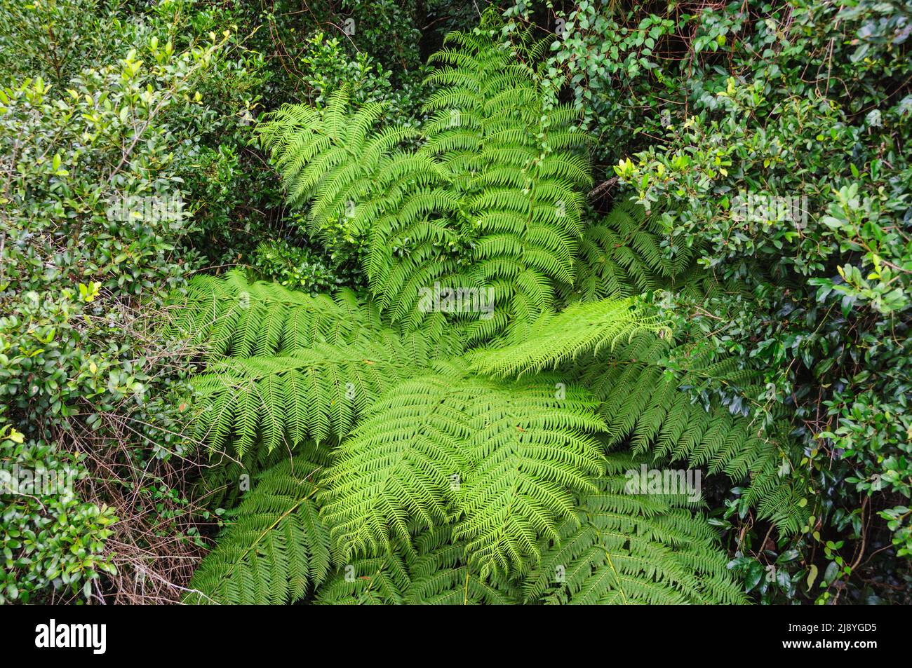 Densa vegetación en la selva tropical a lo largo de la ruta Lyrebird Link - Dorrir, NSW, Australia Foto de stock