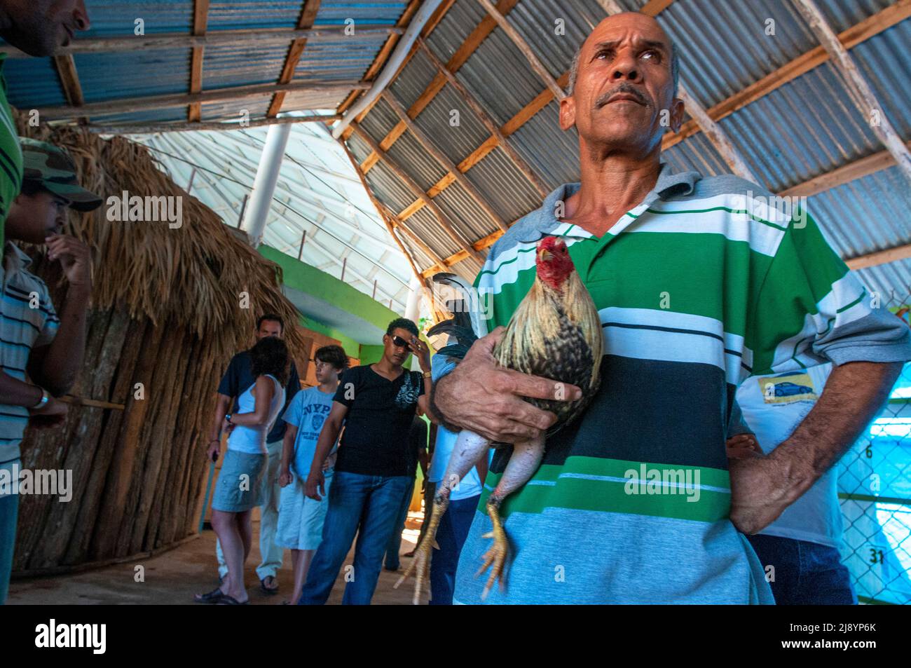 La lucha de gallos juega un papel importante en la península de Samana, en República Dominicana, cerca de la ciudad de Las Terrenas, hay peleas de gallos domingos que son generalmente él Foto de stock