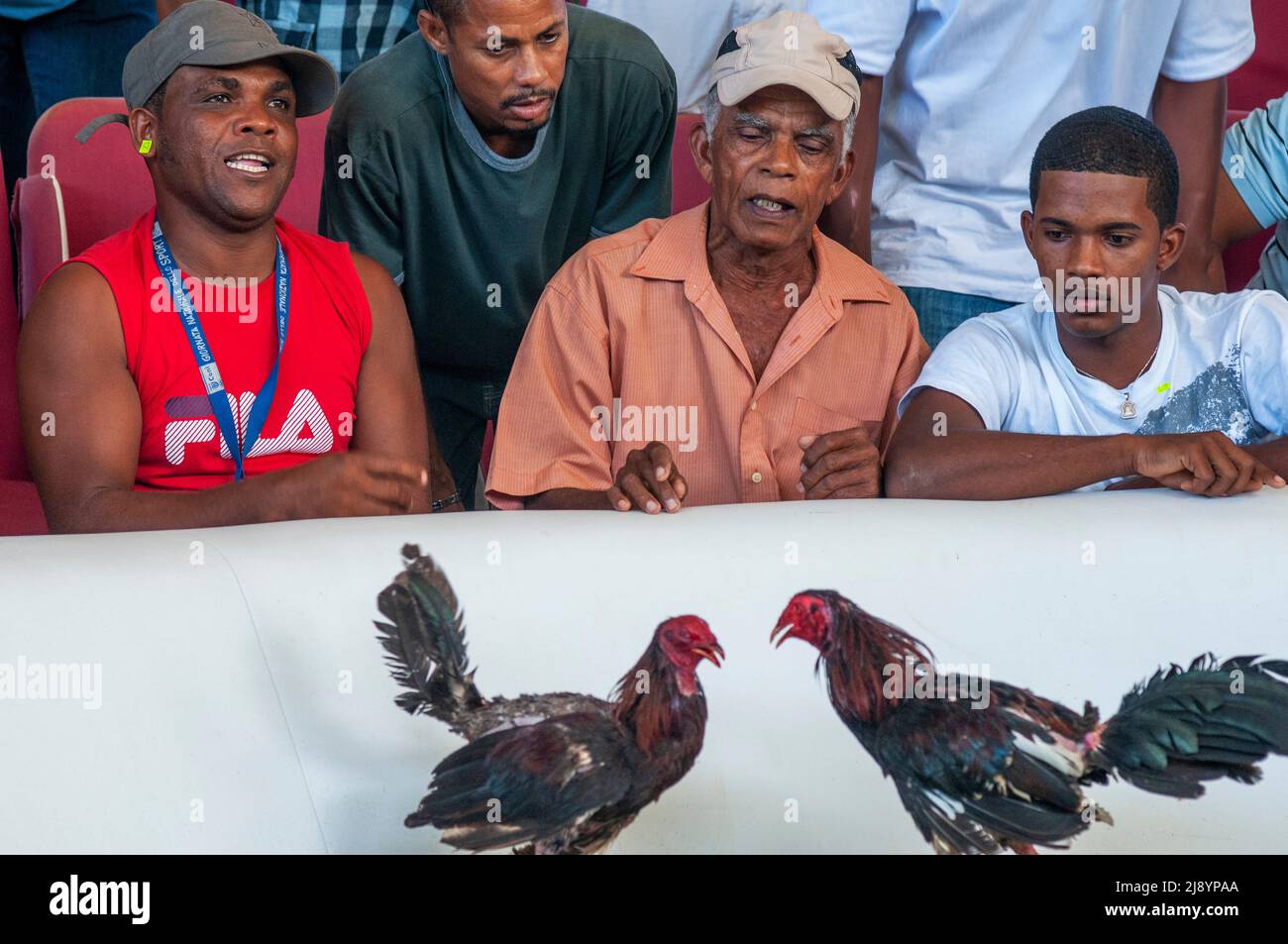 La lucha de gallos juega un papel importante en la península de Samana, en República Dominicana, cerca de la ciudad de Las Terrenas, hay peleas de gallos domingos que son generalmente él Foto de stock