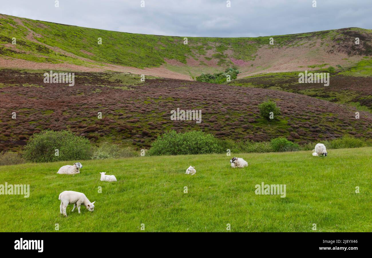 Ovejas y corderos pastan en pastos abiertos con el telón de fondo de brezo y paisaje ondulante en el parque nacional de North York Moors. Goathland, Reino Unido. Foto de stock