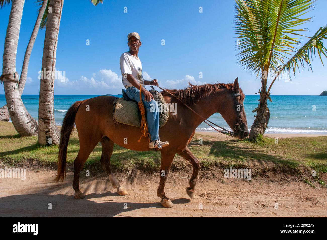 Caballos en la playa de Playa bonita en la península de Samaná en República Dominicana cerca de la ciudad de Las Terrenas. Playa Bonita, como su nombre sugiere Foto de stock
