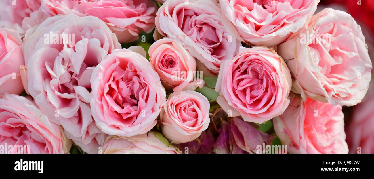 Rosas de color rosa en un rosal en un jardín en primavera Foto de stock