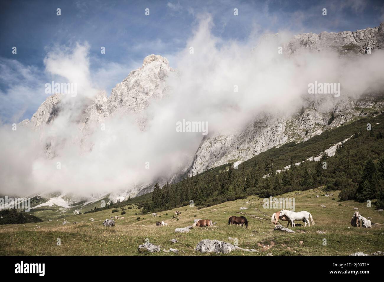 Caballos salvajes y de libre circulación en el Alp en Leutasch cerca de Seefeld en Tirol Foto de stock