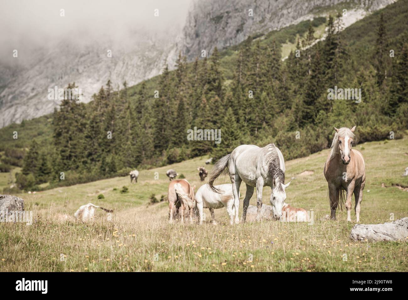 Caballos salvajes y de libre circulación en el Alp en Leutasch cerca de Seefeld en Tirol Foto de stock
