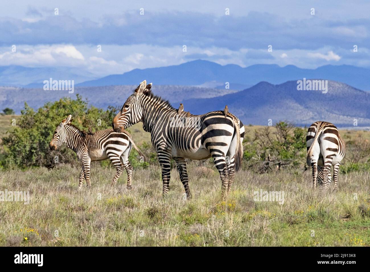 Cebras de la montaña del Cabo con foal (Equus zebra cebra) en el Parque Nacional de la Zebra de la Montaña, Cabo Oriental, Sudáfrica Foto de stock