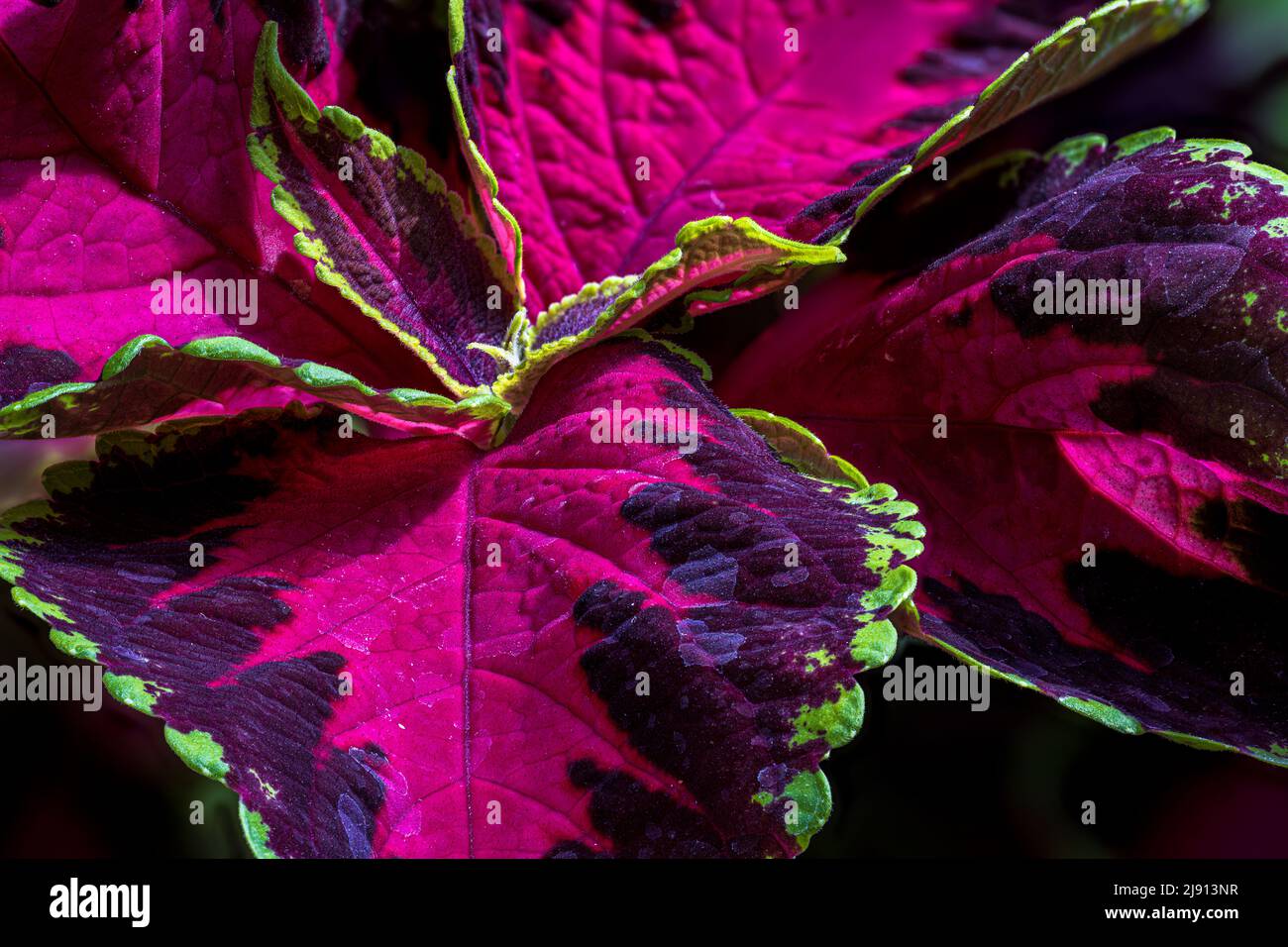 Hojas de una Begonia Rex x Begonia híbrida Fotografía de stock - Alamy