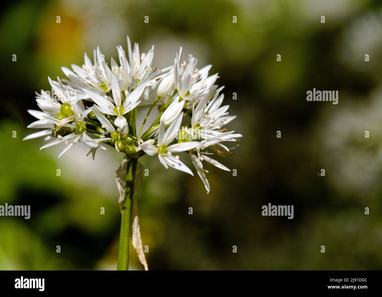 Vista de cerca de la flor del ajo silvestre (Allium ursinum) Una planta bulbosa, perenne y relativa de cebollino que crece salvaje en bosques húmedos. Foto de stock