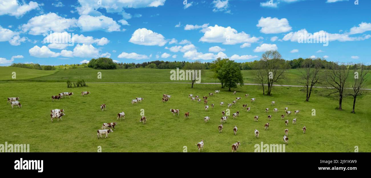 Vista aérea del campo con vacas en Francia, Europa. Foto de stock