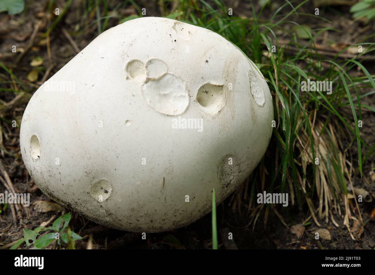 Gran bola gigante blanca de 11 pulgadas de diámetro Calvatia gigantea creciendo en el suelo del bosque en el otoño Foto de stock