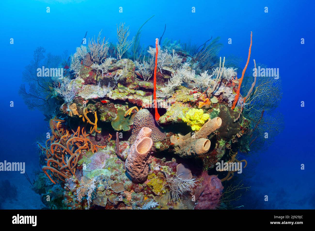 Arrecife de coral típico del Caribe (Octocorallia), gran bloque de coral con varias esponjas (Porifera) y coral pedregoso (Scleractinia), Mar Caribe, Santiago Foto de stock