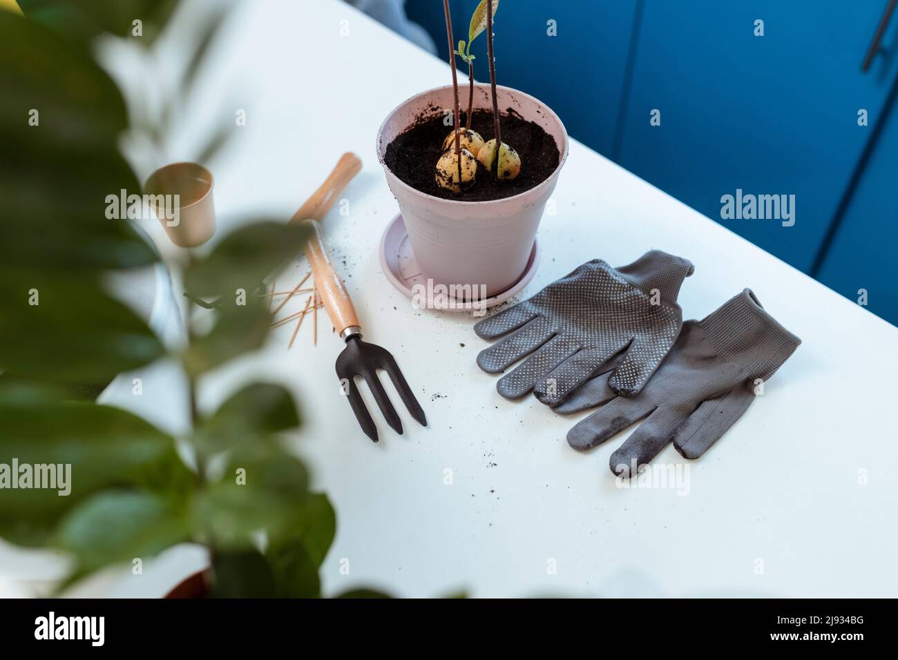 Trasplante de una planta de aguacate en una maceta. Concepto de decoración  del hogar con plantas naturales Fotografía de stock - Alamy