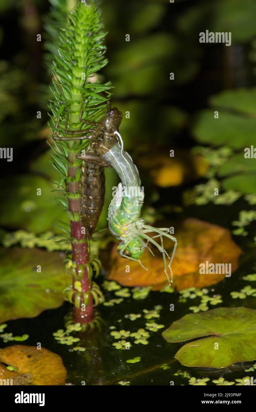 Emperor dragonfly, Anax imperator, emergiendo de la larval caso en la noche, colgando al revés, mayo, Reino Unido Foto de stock