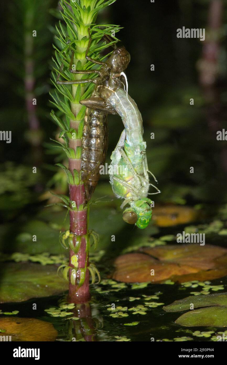 Emperor dragonfly, Anax imperator, emergiendo de la larval caso en la noche, colgando al revés, mayo, Reino Unido Foto de stock