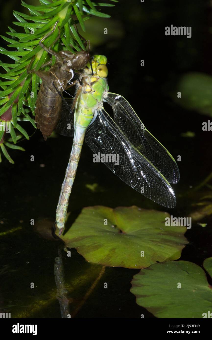 Emperor dragonfly, Anax imperator, emergiendo de un caso larval en la noche, no se desarrollará bien, ala dañada, metamorfosis infructuosa, mayo, Reino Unido Foto de stock