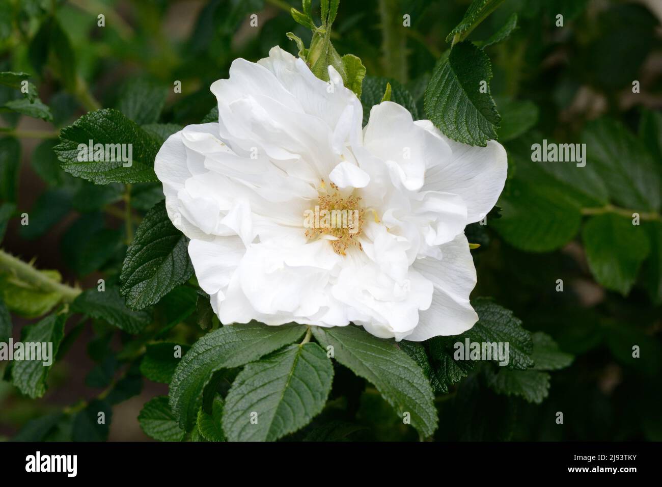 Rosa blanc doble de Coubert Rosa Blanche doble de Coubert grandes flores blancas dobles Rugosa Rose Foto de stock