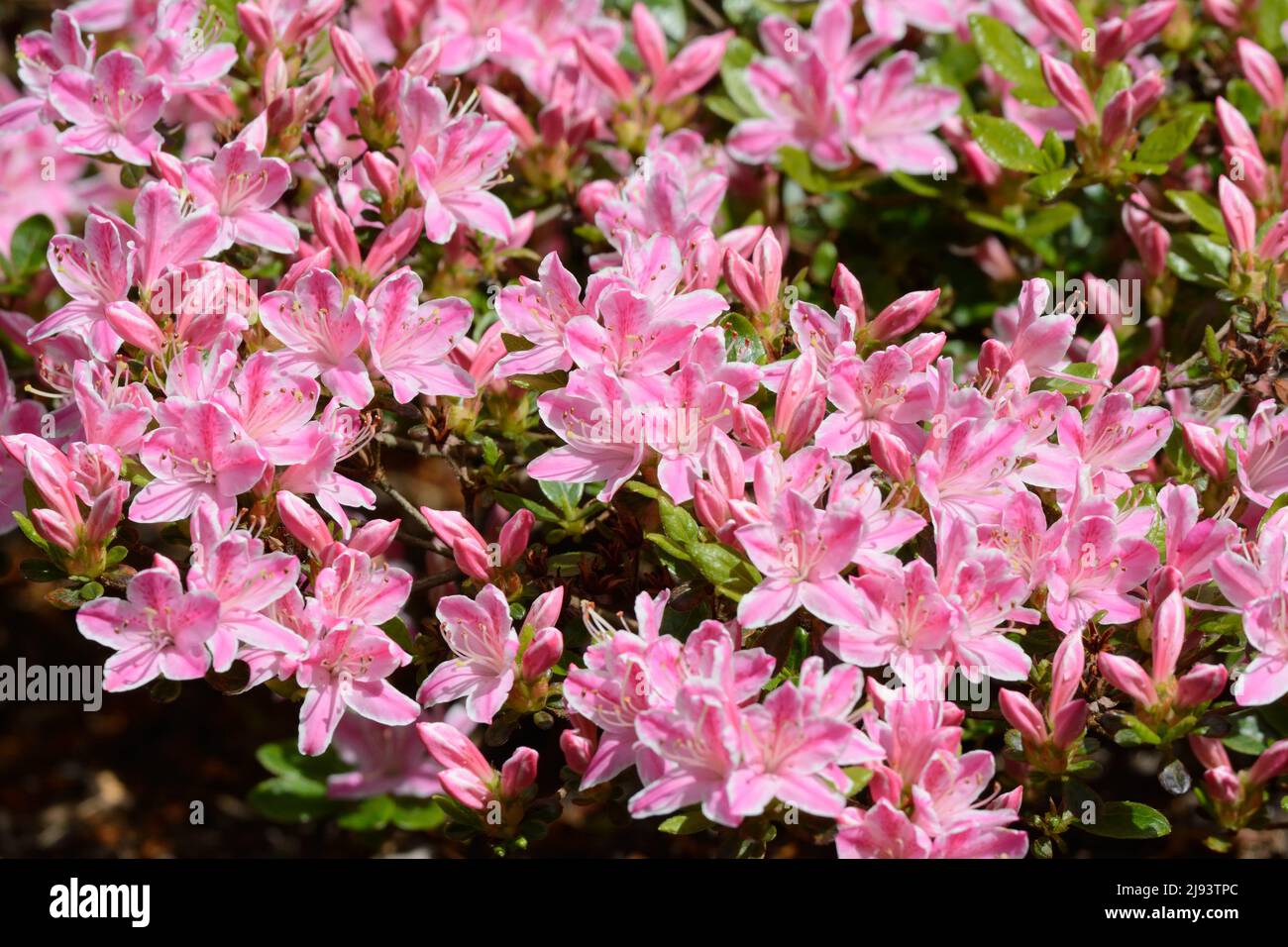 Rhododendron Kermesina Abundancia de flores rosadas con borde blanco en primavera Foto de stock