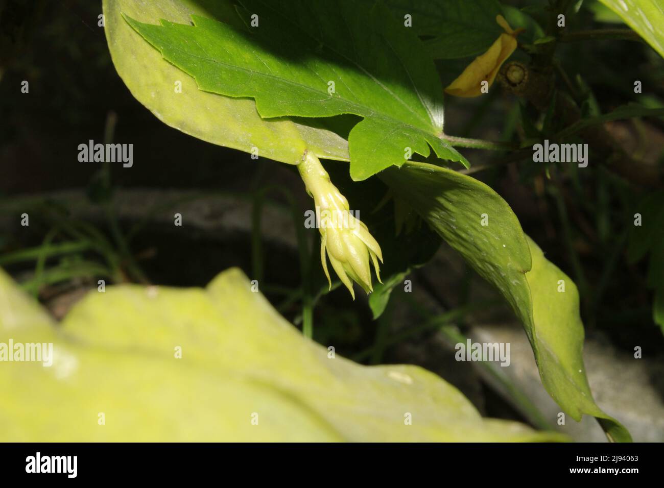 Flor de princesa de la noche, reina de la noche o cactus de pipa del holandés (Epiphyllum oxypetalum). Flor de Bramha kamal Foto de stock