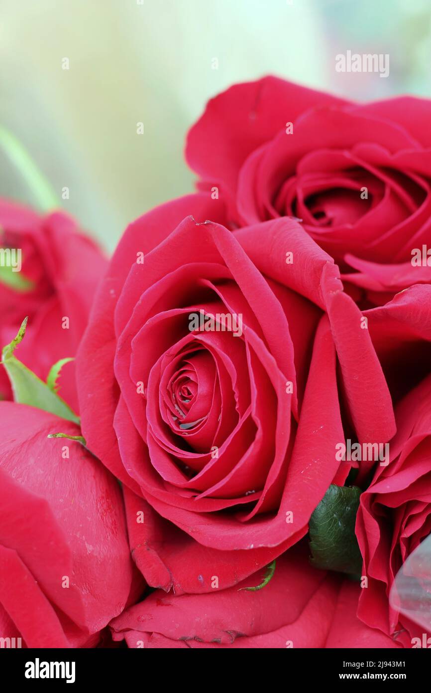 Hermosas rosas frescas y brillantes rojas y flores en flor completa como regalo para alguien especial Fotografía de stock - Alamy Hermosas rosas frescas y brillantes rojas y flores en flor completa como regalo para alguien especial Fotografía de stock - Alamy