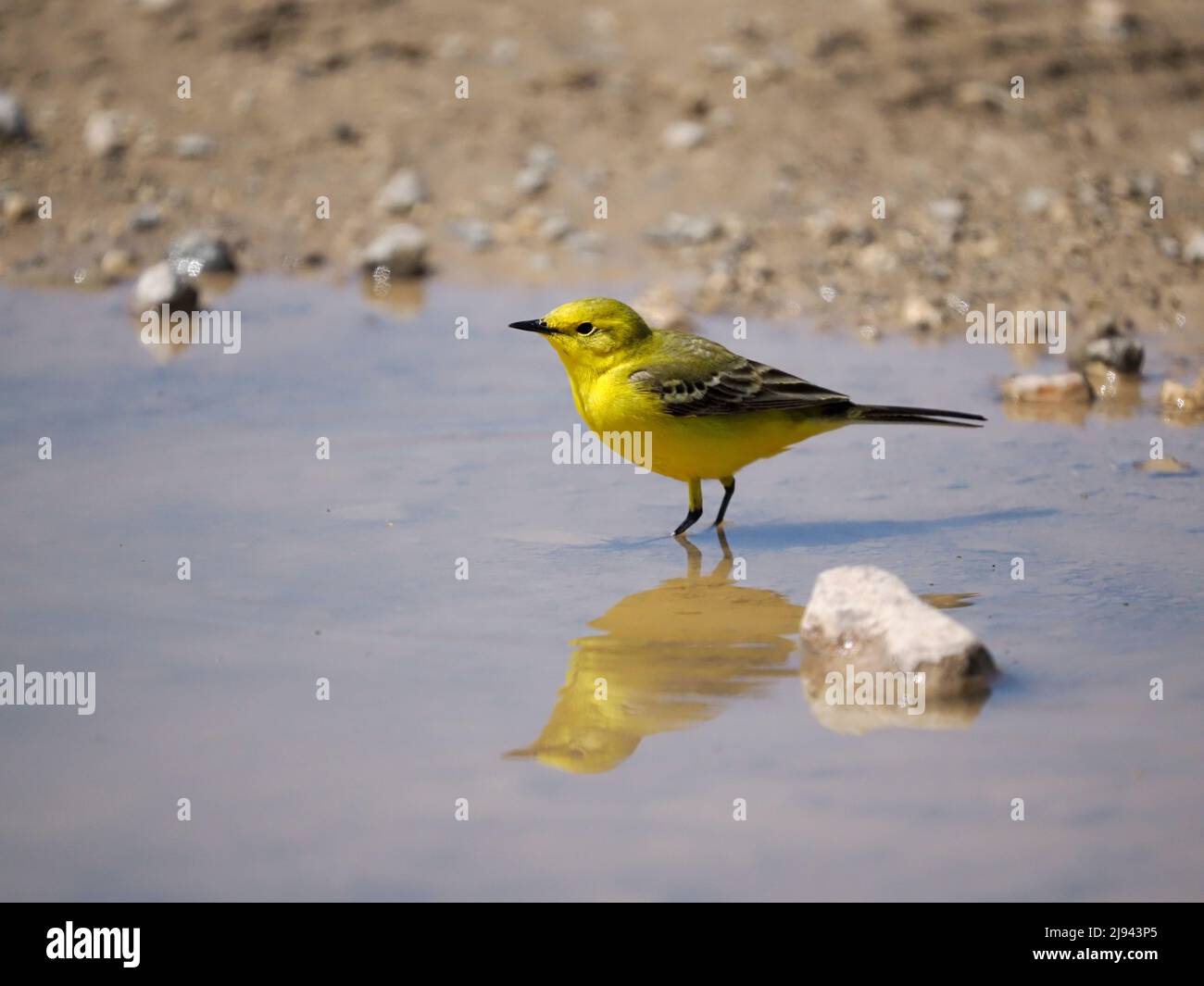Cola amarilla, Motacilla flava, ave soltera en agua, Wiltshire, mayo de 2022 Foto de stock