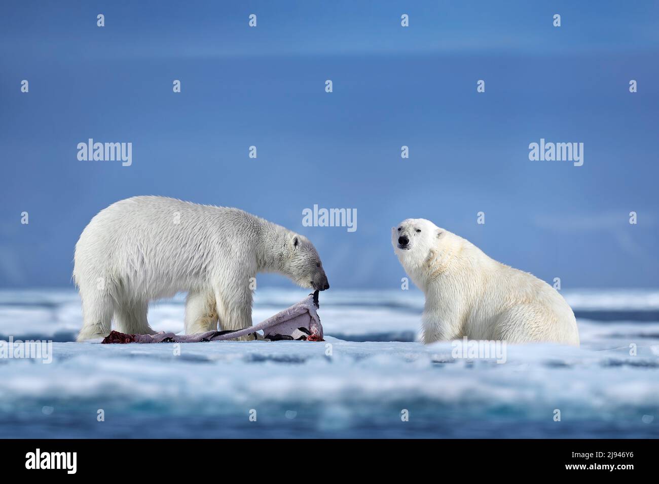Oso polar sobre hielo a la deriva con la nieve alimentándose de focas muertas, esqueleto y sangre, vida silvestre Svalbard, Noruega. Beras con canal, naturaleza salvaje. Foto de stock
