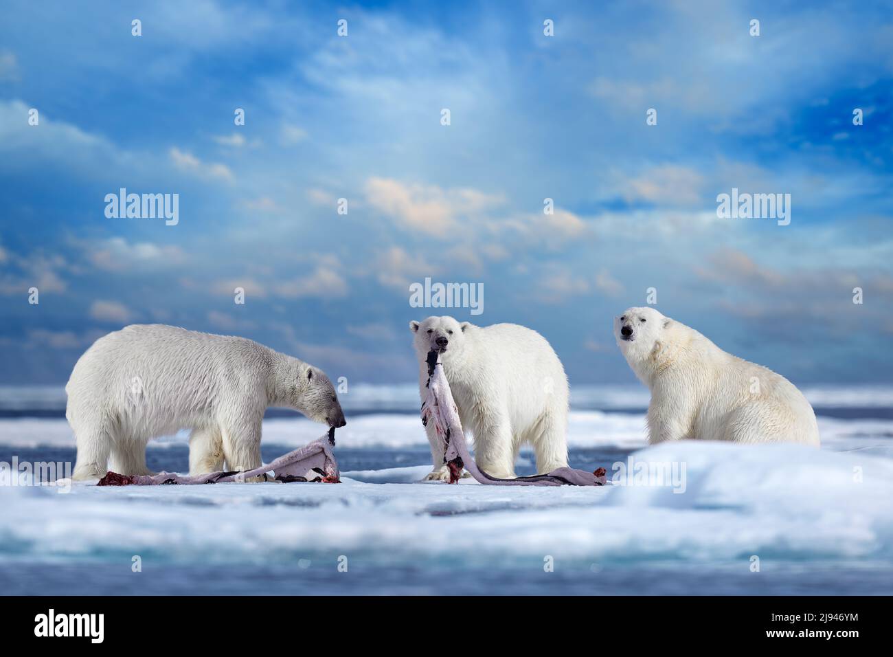 Oso polar sobre hielo a la deriva con la nieve alimentándose de focas muertas, esqueleto y sangre, vida silvestre Svalbard, Noruega. Beras con canal, naturaleza salvaje. Tres Foto de stock